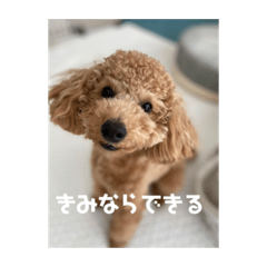 [LINEスタンプ] トイプードルのあワールド