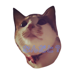 [LINEスタンプ] 愛され猫ナズさん