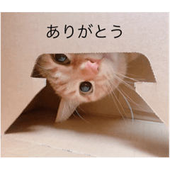 [LINEスタンプ] いなりの生活2
