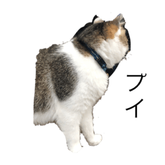 [LINEスタンプ] ねこ可愛い〜