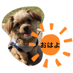 [LINEスタンプ] チワプー＊ロッキー君の普段使いスタンプ
