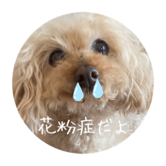 [LINEスタンプ] トイプードルだよ ぷりんとこぷりん