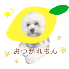 [LINEスタンプ] まふくん ビションフリーゼ✖️トイプードル