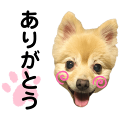 [LINEスタンプ] うちの子スタンプ（犬猫）
