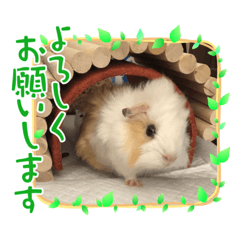 [LINEスタンプ] モルモットのもーちゃんるーちゃんスタンプ