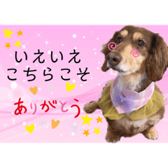 [LINEスタンプ] ダックスとたまに柴犬2
