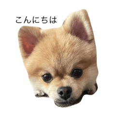[LINEスタンプ] ポンタのスタンプ集