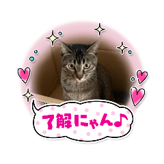 [LINEスタンプ] チョコ ＆ マメ