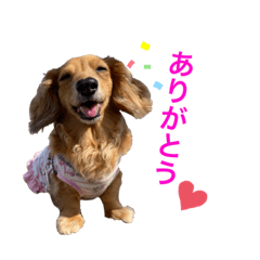 [LINEスタンプ] うちのダックスちゃん♡   『すもも』