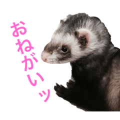 [LINEスタンプ] フェレットの「みゅう」ちゃん