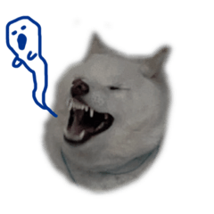 [LINEスタンプ] LOTTA 11.19