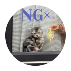 [LINEスタンプ] ねこ 日常会話