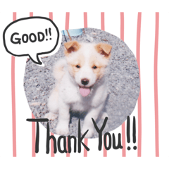 [LINEスタンプ] 雑種ハウッチ