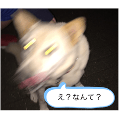 [LINEスタンプ] ハナさんver.2