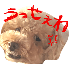 [LINEスタンプ] 実写トイプードル