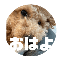 [LINEスタンプ] トイプードル のあの一言