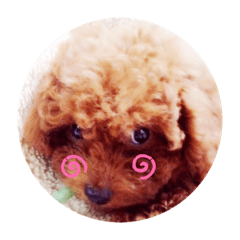 [LINEスタンプ] ちょこちっぷくっきい