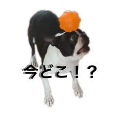 [LINEスタンプ] Boston terrier ‎( ᐡ ´ᐧ ﻌ ᐧ` ᐡ )