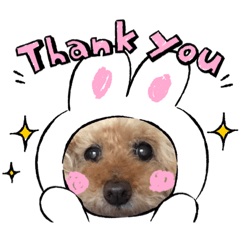 [LINEスタンプ] トイプードルだよ1