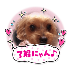 [LINEスタンプ] ヨーキーちこ