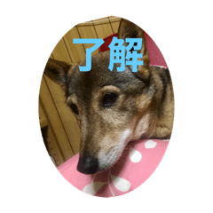 [LINEスタンプ] とっくちゃん