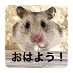 [LINEスタンプ] でんねもスタンプ2