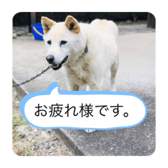 [LINEスタンプ] ハナさんver.3