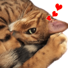 [LINEスタンプ] ベンガル猫のベル vol,1