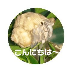 [LINEスタンプ] 挨拶上手な♡おかやどかり君たち