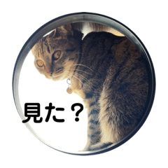 [LINEスタンプ] キジトラ猫うーちゃんの「会話」スタンプ