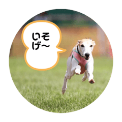 [LINEスタンプ] おると、ちょっちょ、ういちゃん