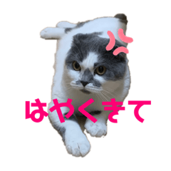 [LINEスタンプ] スコティッシュ今日も行く2