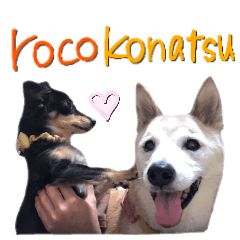 [LINEスタンプ] konatsuちゃん＆rocoちゃんの画像（メイン）