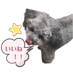 [LINEスタンプ] ふわふわプードルの気持ち2