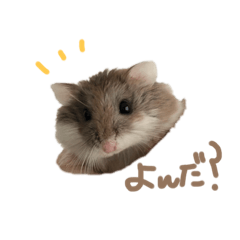 [LINEスタンプ] ハムスターまにあ