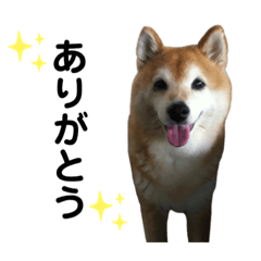 [LINEスタンプ] 柴犬スタンプこまち