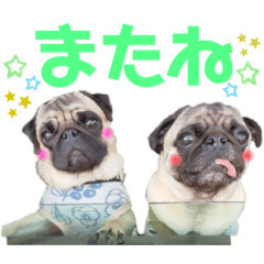 [LINEスタンプ] パグ！