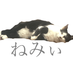 [LINEスタンプ] くっく(猫)