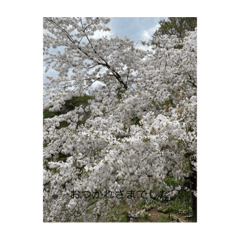 [LINEスタンプ] 桜舞い散るいろいろ