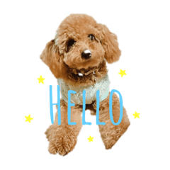 [LINEスタンプ] しゅうなつプードル