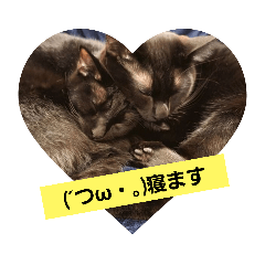 [LINEスタンプ] みっちぇる気まぐれ猫スタンプ
