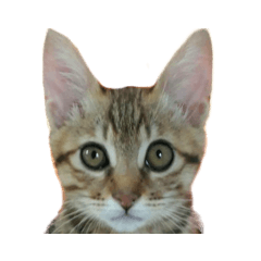 [LINEスタンプ] Guaimei（ぶち猫）表現グループ