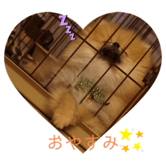 [LINEスタンプ] 相棒ポン太(ポメラニアン)の日常2nd✩.*˚
