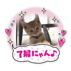 [LINEスタンプ] まろんちゃんとくるみちゃんと琥珀ちゃん