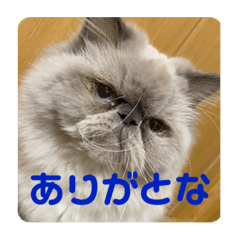 [LINEスタンプ] ハクさんスタンプ___2