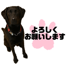 [LINEスタンプ] 花の木チェイス黒いわんちゃん