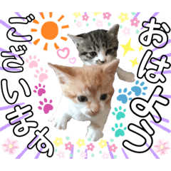 [LINEスタンプ] ねねこ猫・仔猫