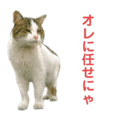 [LINEスタンプ] 動物1フレーズスタンプ