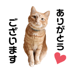 [LINEスタンプ] 茶トラのトラモフ2 あいさつ編