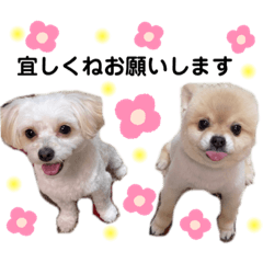[LINEスタンプ] でにれおちゃん